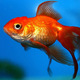 Image for article titled What does the Michigan Fish Test say about you?